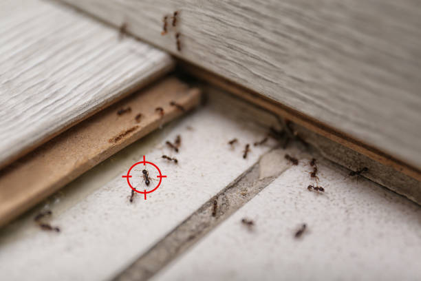 Best Affordable Pest Control Services  in Brackettville, TX