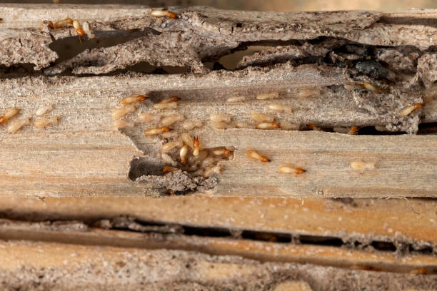 Best Pest Control Near Me in Brackettville, TX