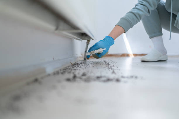 Best Flea Control Services  in Brackettville, TX